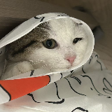 哈密瓜